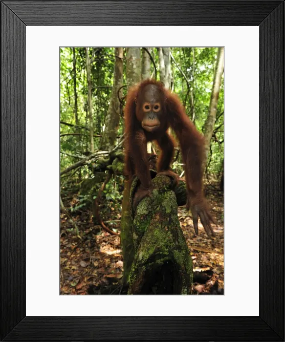 Framed Print : Borneo Orangutan - juvenile - Camp Leakey - Tanjung Puting National Park - Kalimantan - Borneo - Indonesia Framed Print : Borneo Orangutan - juvenile - Camp Leakey - Tanjung Puting National Park - Kalimantan - Borneo - Indonesia