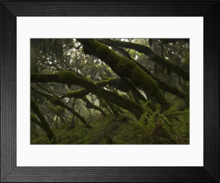 Framed Print : Erica and Hypericum forest, Harenna, Bale Mountains, Ethiopia - Africa Framed Print : Erica and Hypericum forest, Harenna, Bale Mountains, Ethiopia - Africa