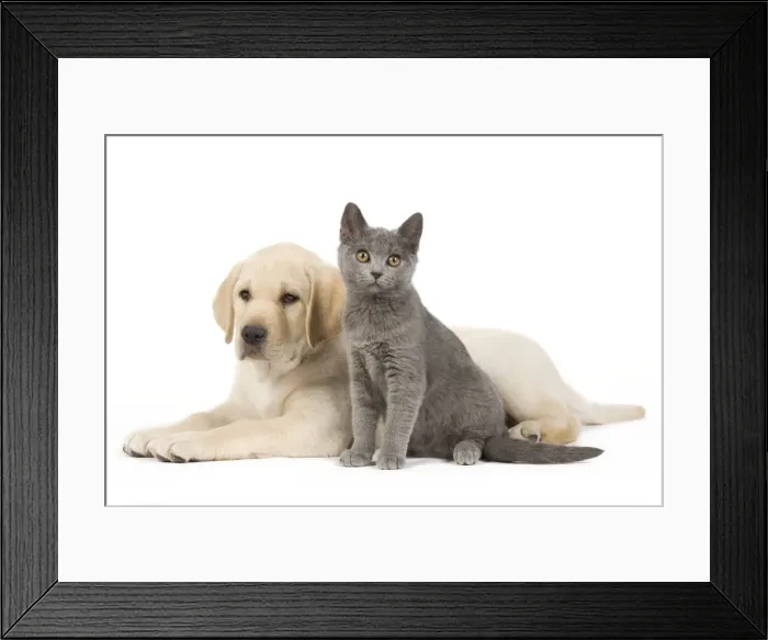 Framed Print : Dog and Cat - Yellow Labrador puppy with Chartreux kitten Framed Print : Dog and Cat - Yellow Labrador puppy with Chartreux kitten