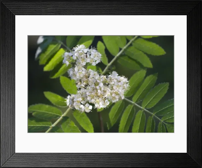 Framed Print : Sorbus / Rowan Tree with flowers Framed Print : Sorbus / Rowan Tree with flowers
