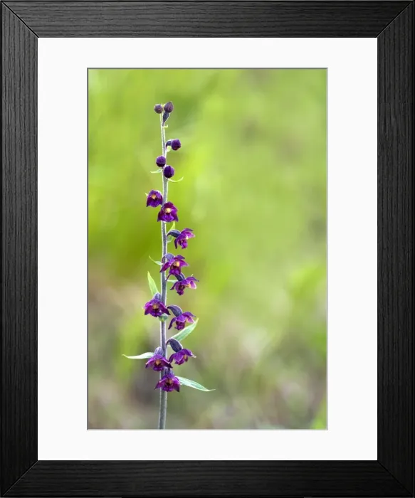 Framed Print : Dark-red Helleborine - Apuan Alps - Italy Framed Print : Dark-red Helleborine - Apuan Alps - Italy