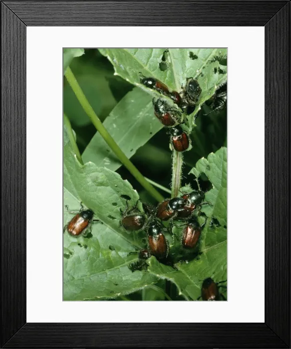 Framed Print : Garden Chafer ROG 8572 Garden pest, UK. Phyllopertha horticola © Bob Gibbons / ardea. com Framed Print : Garden Chafer ROG 8572 Garden pest, UK. Phyllopertha horticola © Bob Gibbons / ardea. com