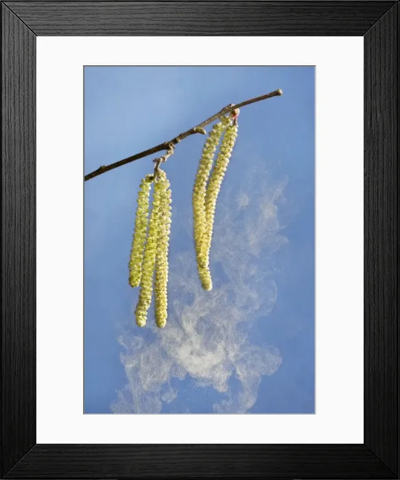 Framed Print : Hazel - male catkins in wind with pollen Framed Print : Hazel - male catkins in wind with pollen