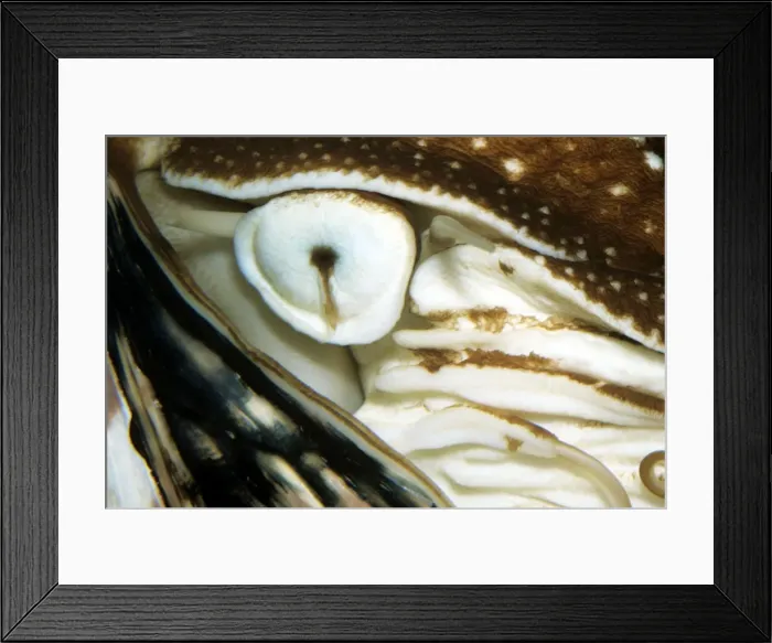Framed Print : Nautilus - close-up of eye - pacific Framed Print : Nautilus - close-up of eye - pacific
