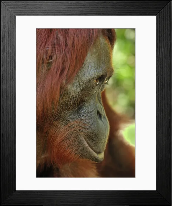 Framed Print : Borneo Orangutan - female portrait from the side - Camp Leakey - Tanjung Puting National Park - Kalimantan - Borneo - Indonesia