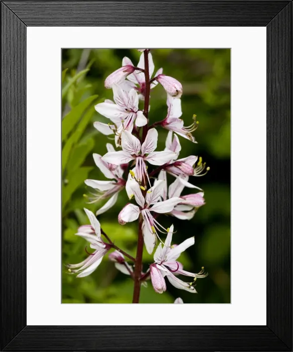Framed Print : Burning bush - in flower Framed Print : Burning bush - in flower