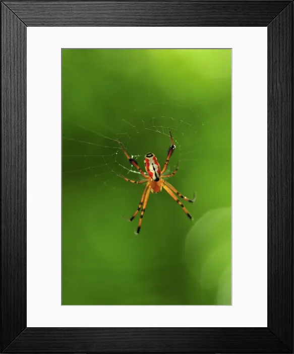 Framed Print : Orb web spider - Tangkoko Nature Reserve - North Sulawesi - Indonesia Framed Print : Orb web spider - Tangkoko Nature Reserve - North Sulawesi - Indonesia
