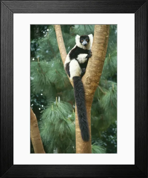 Framed Print : Black & White Ruffed Lemur PS 8231 Varecia variegata © Peter Steyn / ardea. com Framed Print : Black & White Ruffed Lemur PS 8231 Varecia variegata © Peter Steyn / ardea. com