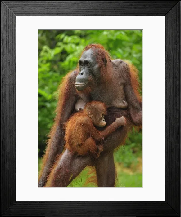 Framed Print : Borneo Orangutan - female with baby - Camp Leakey - Tanjung Puting National Park - Kalimantan - Borneo - Indonesia Framed Print : Borneo Orangutan - female with baby - Camp Leakey - Tanjung Puting National Park - Kalimantan - Borneo - Indonesia