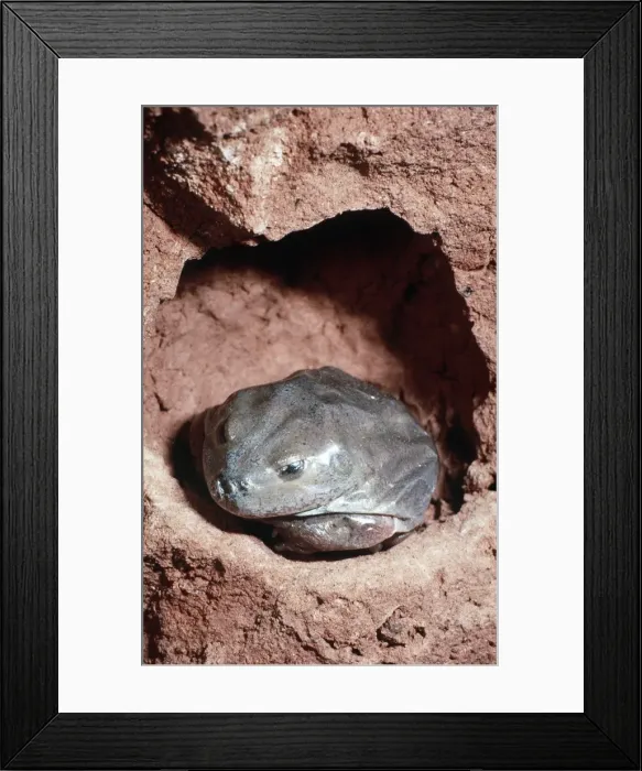 Framed Print : Water-holding Frog - in burrow - Central Australia AU-1418 Framed Print : Water-holding Frog - in burrow - Central Australia AU-1418