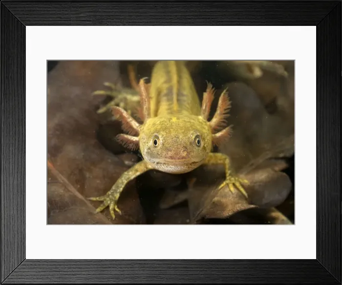 Framed Print : Italian Crested Newt - Larva in habitat - Italy Framed Print : Italian Crested Newt - Larva in habitat - Italy
