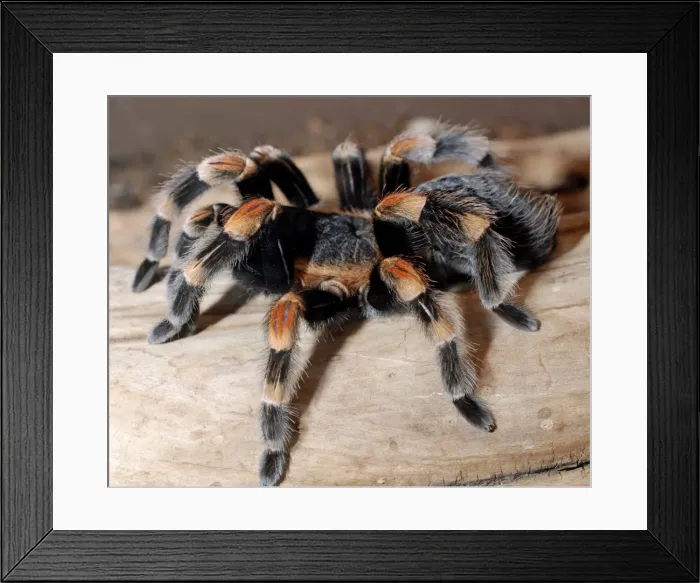 Framed Print : Red-kneed Tarantula - Mexico Framed Print : Red-kneed Tarantula - Mexico