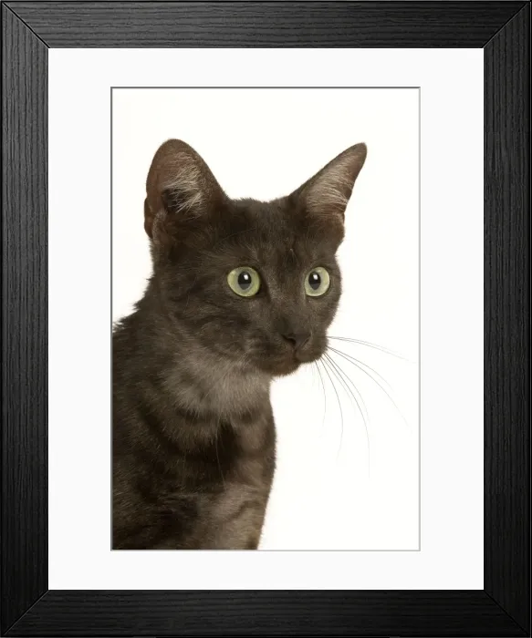 Framed Print : Cat - Egyptian Mau Framed Print : Cat - Egyptian Mau