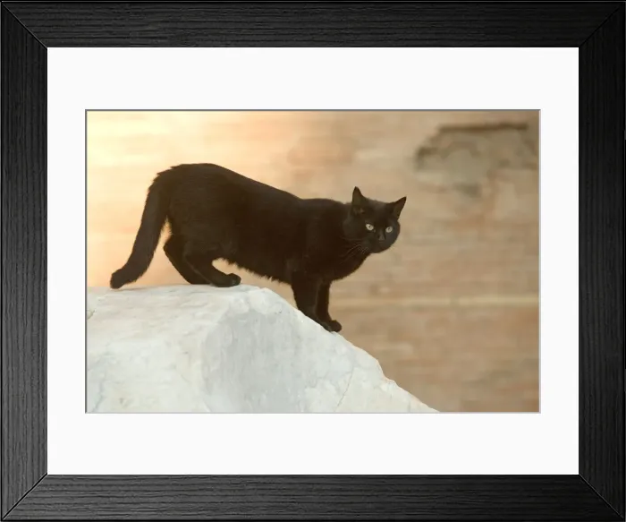 Framed Print : Cat - Markets of Trajan - Rome - Italy Framed Print : Cat - Markets of Trajan - Rome - Italy