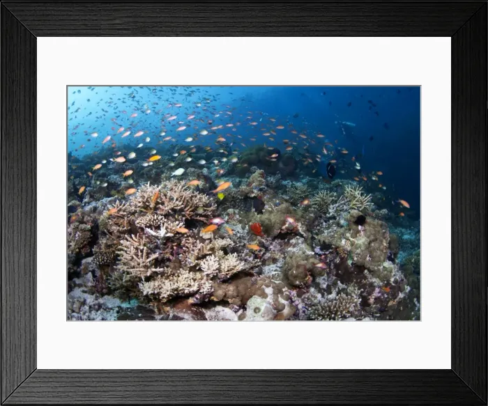 Framed Print : Hardcoral Garden - Dega Thila - Eboodhoo - Maldives Framed Print : Hardcoral Garden - Dega Thila - Eboodhoo - Maldives