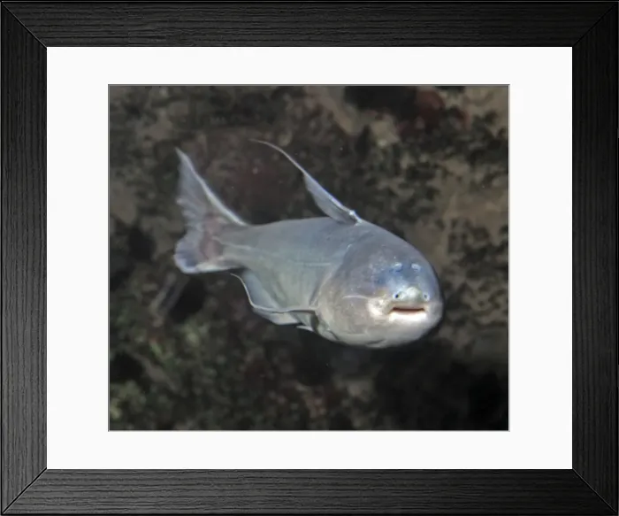 Framed Print : Whale Catfish, tropical freshwaters, South America. This species is a shoaling, aggressive carnivore, biting other fish. It also parasitises catfish gills and river dolphins, entering their various orifices Framed Print : Whale Catfish, tropical freshwaters, South America. This species is a shoaling, aggressive carnivore, biting other fish. It also parasitises catfish gills and river dolphins, entering their various orifices