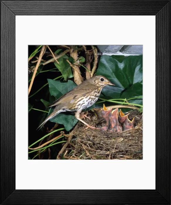 Framed Print : Song Thrush - at nest with young Framed Print : Song Thrush - at nest with young