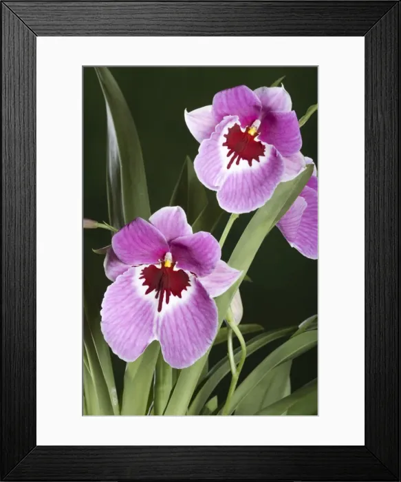 Framed Print : Orchid - Miltoniopsis Pink delight - South America Framed Print : Orchid - Miltoniopsis Pink delight - South America