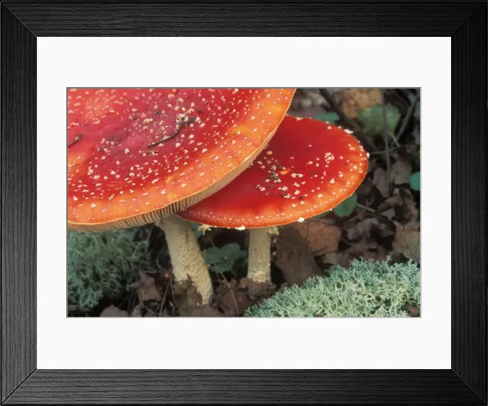 Framed Print : Fly Agaric Fungi ME 44 Amanita muscaria © Johan De Meester / ardea. com Framed Print : Fly Agaric Fungi ME 44 Amanita muscaria © Johan De Meester / ardea. com