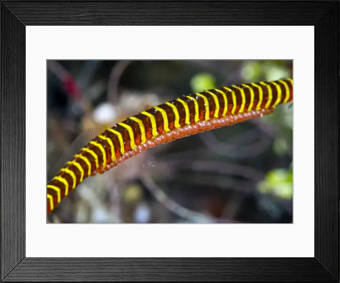 Framed Print : Many Banded Pipefish - with eggs on the belly - Indonesia
