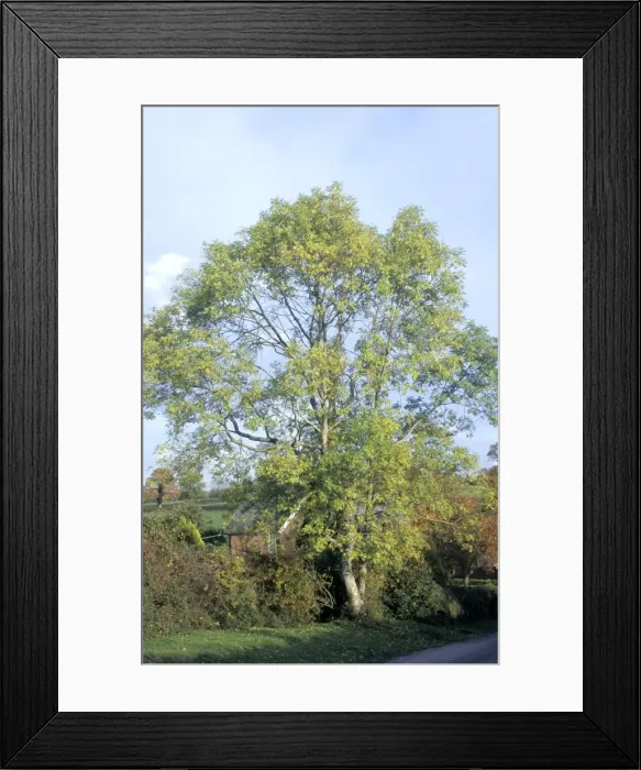 Framed Print : Ash Tree - in Autumn, New Forest, UK Framed Print : Ash Tree - in Autumn, New Forest, UK