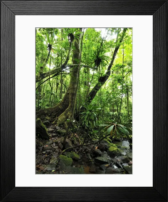 Framed Print : Tropical rainforest with Bird's Nest Fern - Masoala National Park - Madagascar Framed Print : Tropical rainforest with Bird's Nest Fern - Masoala National Park - Madagascar