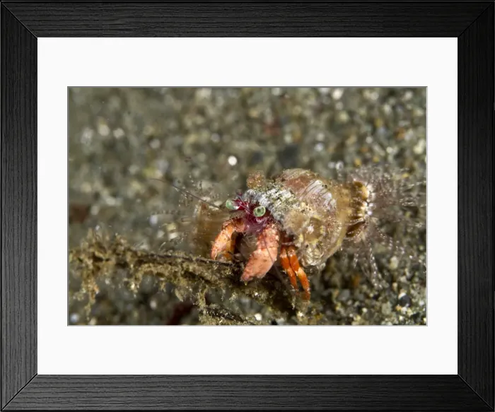 Framed Print : Anemone Hermit Crab - Indonesia Framed Print : Anemone Hermit Crab - Indonesia