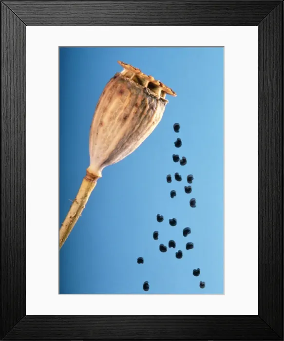 Framed Print : Poppy - shedding seeds Framed Print : Poppy - shedding seeds