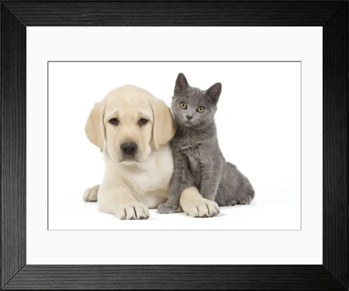 Framed Print : Dog and Cat - Yellow Labrador puppy with Chartreux kitten Framed Print : Dog and Cat - Yellow Labrador puppy with Chartreux kitten