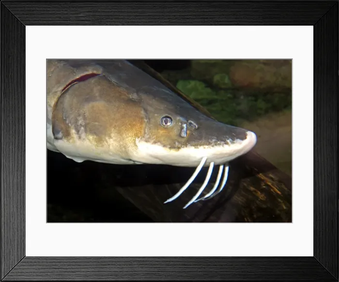 Framed Print : Lake Sturgeon. Great Lakes, Hudson's Bay and Mississippi Framed Print : Lake Sturgeon. Great Lakes, Hudson's Bay and Mississippi