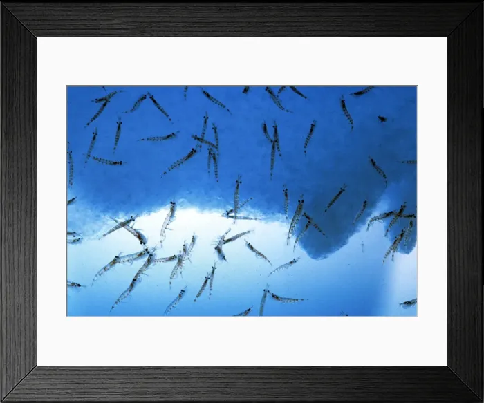 Framed Print : Antarctic Krill Framed Print : Antarctic Krill