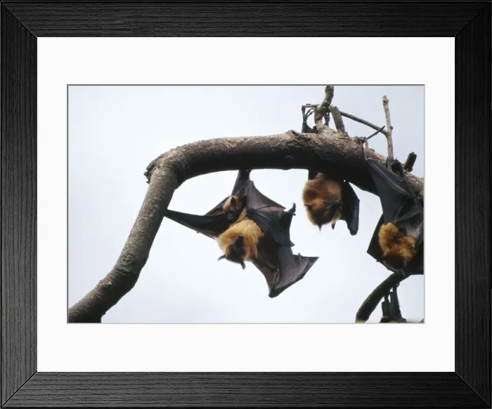 Framed Print : Fruit Bats MI 1133 Aka Common Flying Fox, the largest Bat in the world - Hanging from tree, with baby - Vietnam Pteropus vampyrus © Masahiro Iijima / ardea. com Framed Print : Fruit Bats MI 1133 Aka Common Flying Fox, the largest Bat in the world - Hanging from tree, with baby - Vietnam Pteropus vampyrus © Masahiro Iijima / ardea. com