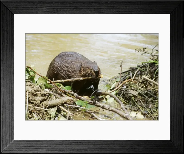 Framed Print : Beaver JS 1179 Working on dam - Downeast Maine, USA. Castor canadensis © J. E. Swedberg / ARDEA LONDON Framed Print : Beaver JS 1179 Working on dam - Downeast Maine, USA. Castor canadensis © J. E. Swedberg / ARDEA LONDON