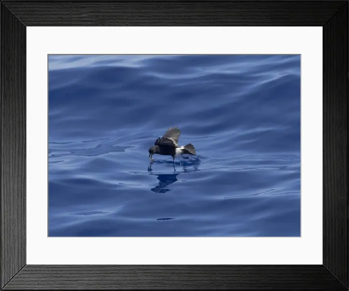 Framed Print : Madeiran Storm-Petrel - feeding on sea - June - Madeira Framed Print : Madeiran Storm-Petrel - feeding on sea - June - Madeira
