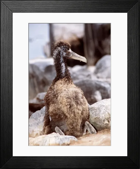 Framed Print : Waved Albatross - chick - Galapagos Islands AU-1612 Framed Print : Waved Albatross - chick - Galapagos Islands AU-1612