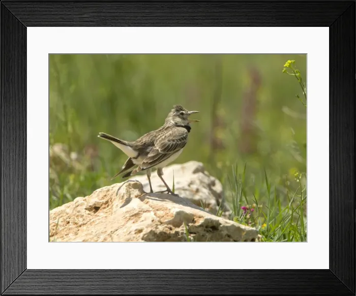 Framed Print : Calandra Lark - calling - Southern Turkey - May Framed Print : Calandra Lark - calling - Southern Turkey - May
