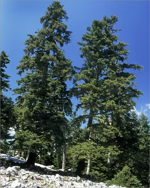 Greek Fir Tree - at high altitude on Mount Parnassus - Greece