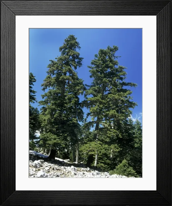 Framed Print : Greek Fir Tree - at high altitude on Mount Parnassus - Greece Framed Print : Greek Fir Tree - at high altitude on Mount Parnassus - Greece