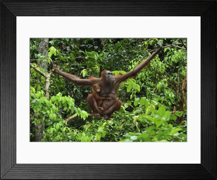 Framed Print : Borneo Orangutan - female with baby on a tree - Camp Leakey - Tanjung Puting National Park - Kalimantan - Borneo - Indonesia Framed Print : Borneo Orangutan - female with baby on a tree - Camp Leakey - Tanjung Puting National Park - Kalimantan - Borneo - Indonesia