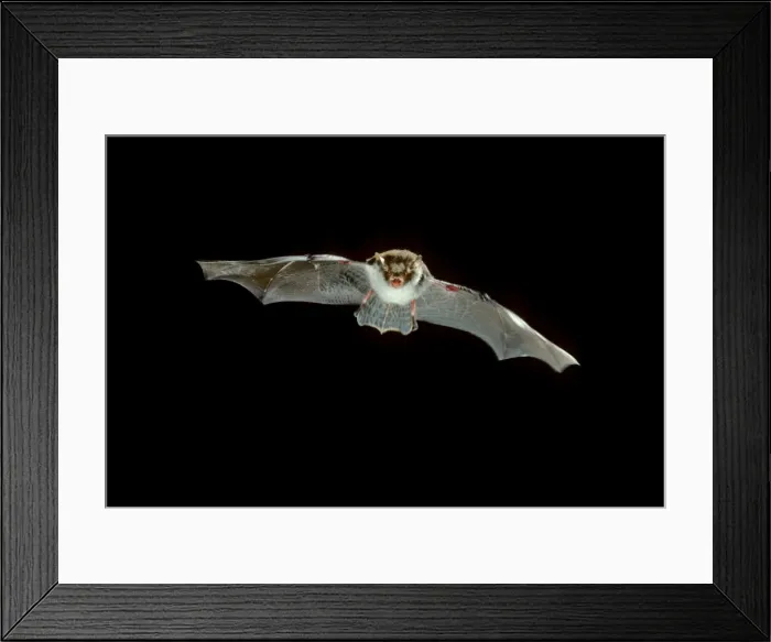 Framed Print : Natterer's Bat - in flight at night Framed Print : Natterer's Bat - in flight at night
