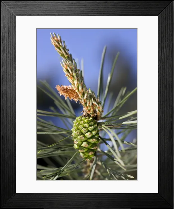 Framed Print : Scots Pine Tree - cone Framed Print : Scots Pine Tree - cone