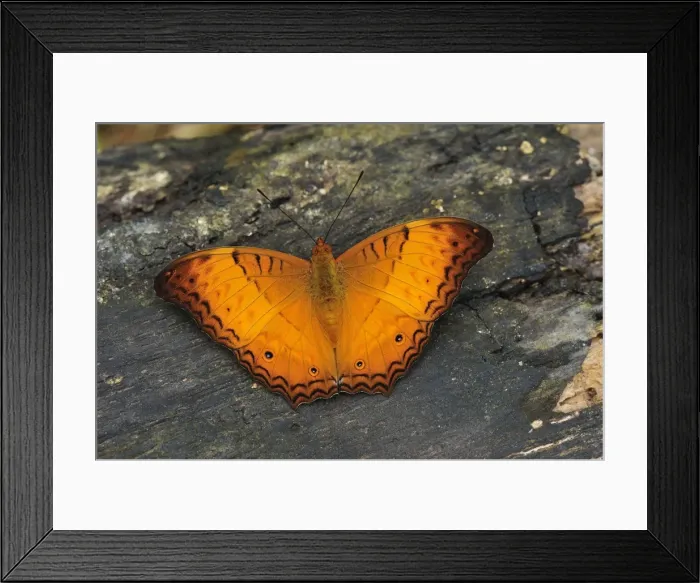 Framed Print : Cruiser - Nymphalid butterfly - Gunung Leuser National Park - Northern Sumatra - Indonesia Framed Print : Cruiser - Nymphalid butterfly - Gunung Leuser National Park - Northern Sumatra - Indonesia