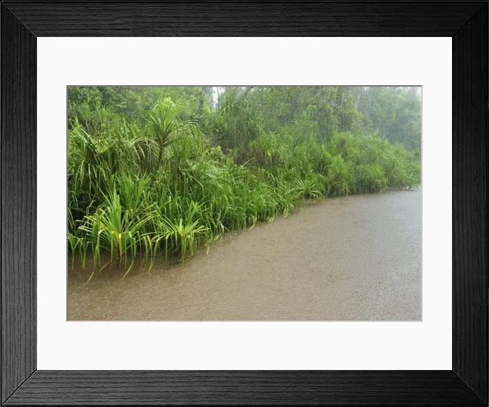 Framed Print : heavy rain - Sekonyer river with forest - Tanjung Puting National Park - Kalimantan - Borneo - Indonesia