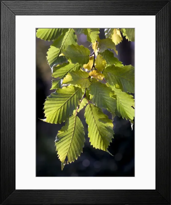 Framed Print : Hornbeam - leaves Framed Print : Hornbeam - leaves