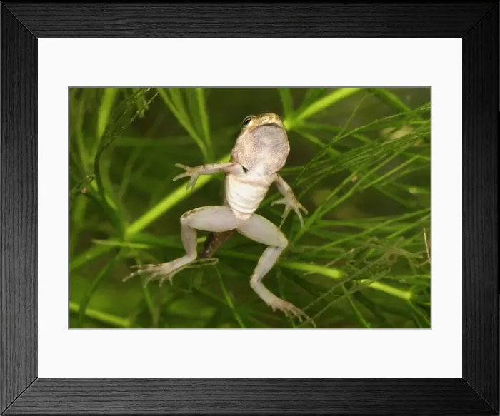 Framed Print : European Common Frog - between tadpole and frog - Switzerland Framed Print : European Common Frog - between tadpole and frog - Switzerland