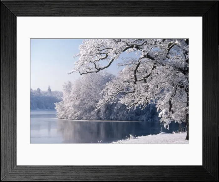 Framed Print : Frost - winter - lakeside vegetation through the seasons - Viginia Water Framed Print : Frost - winter - lakeside vegetation through the seasons - Viginia Water