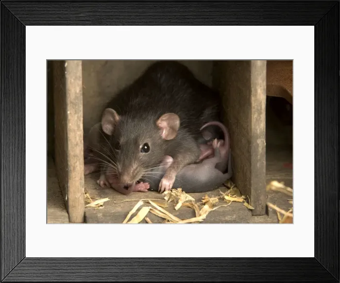 Framed Print : Brown Rat - with young Framed Print : Brown Rat - with young