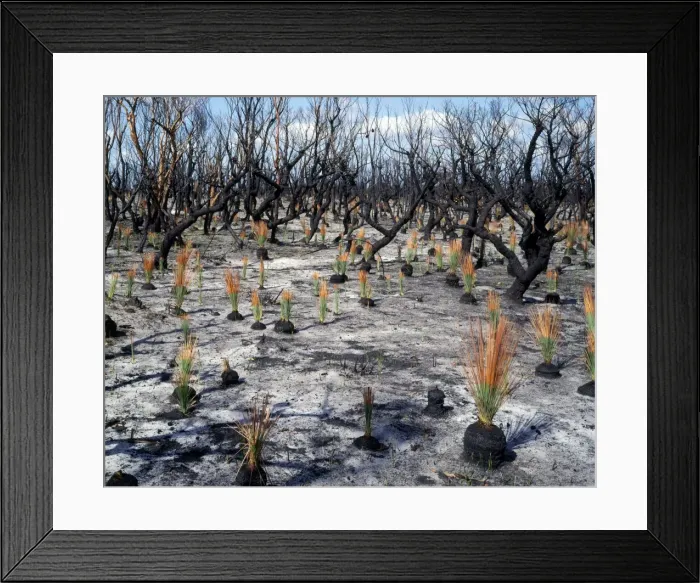 Framed Print : Flora regeneration - 7 weeks after after fire - Xanthorroea rasinosa leaves about 30 cms tall - no growth on Eucalypts - nor on Banksia serrata - Royal National Park - NSW - Australia Framed Print : Flora regeneration - 7 weeks after after fire - Xanthorroea rasinosa leaves about 30 cms tall - no growth on Eucalypts - nor on Banksia serrata - Royal National Park - NSW - Australia