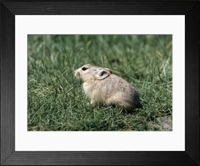 Framed Print : Mouse Hare / Pika - India Framed Print : Mouse Hare / Pika - India