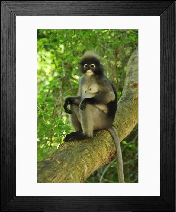 Framed Print : Dusky Leaf Monkey / Spectacled Langur / Spectacled Leaf Monkey - Khao Sam Roi Yot National Park - Thailand Framed Print : Dusky Leaf Monkey / Spectacled Langur / Spectacled Leaf Monkey - Khao Sam Roi Yot National Park - Thailand